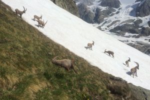 Il 2018 di AlpVet