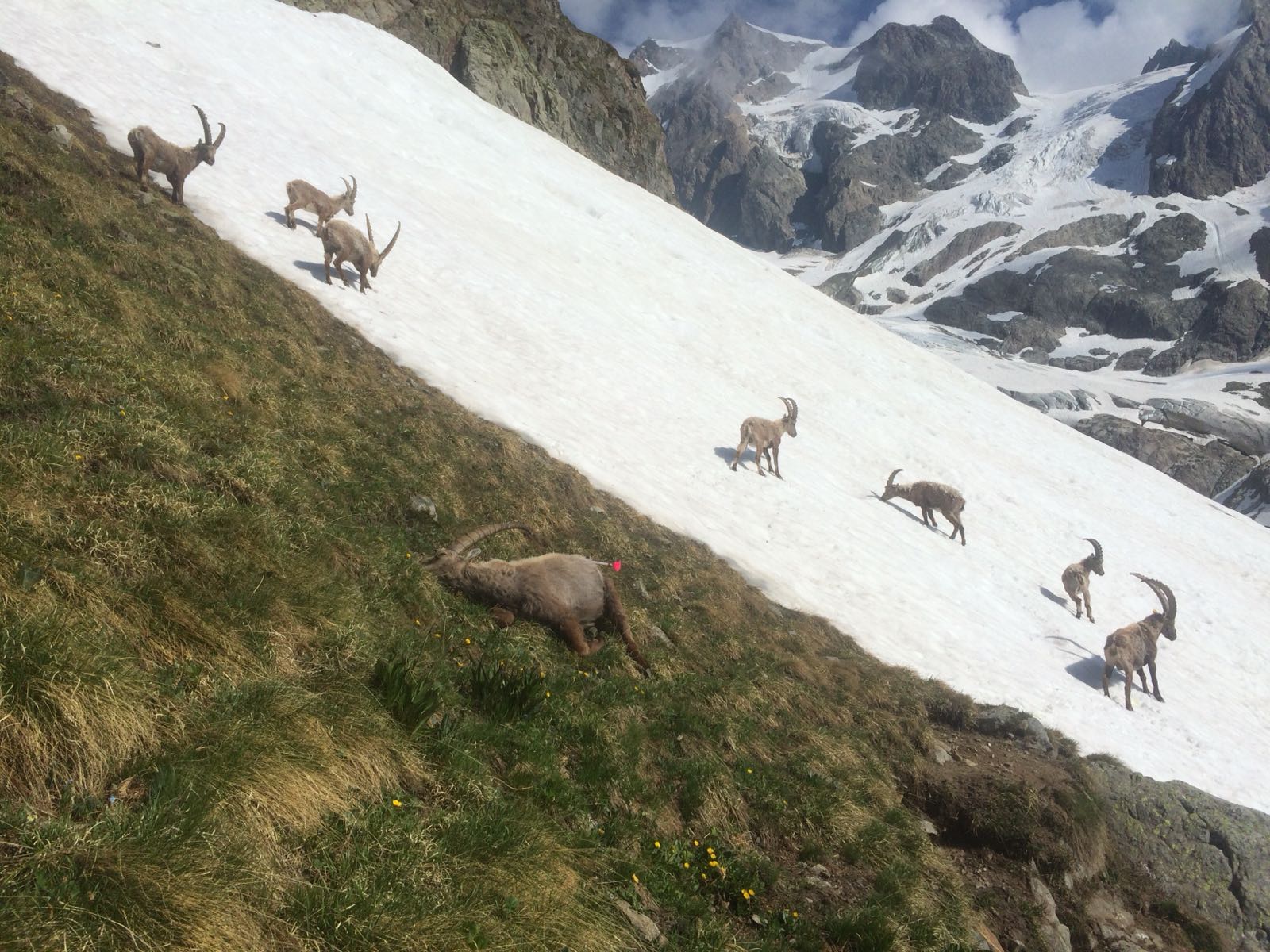 Il 2018 di AlpVet
