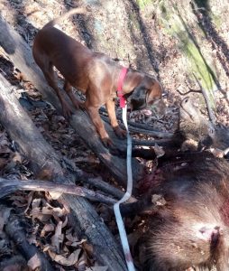Malattia di Aujeszky nel cinghiale e rischio Pseudorabbia nei cani