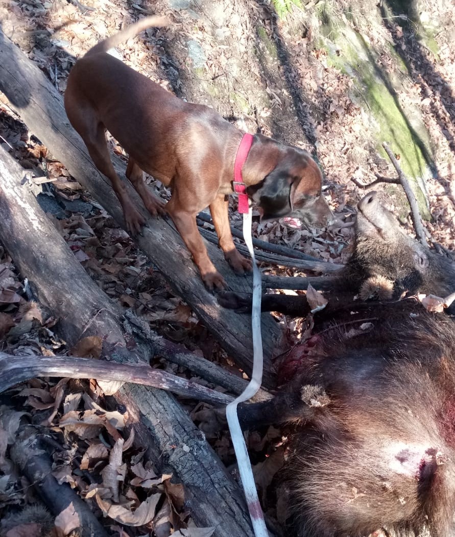Malattia di Aujeszky nel cinghiale e rischio Pseudorabbia nei cani