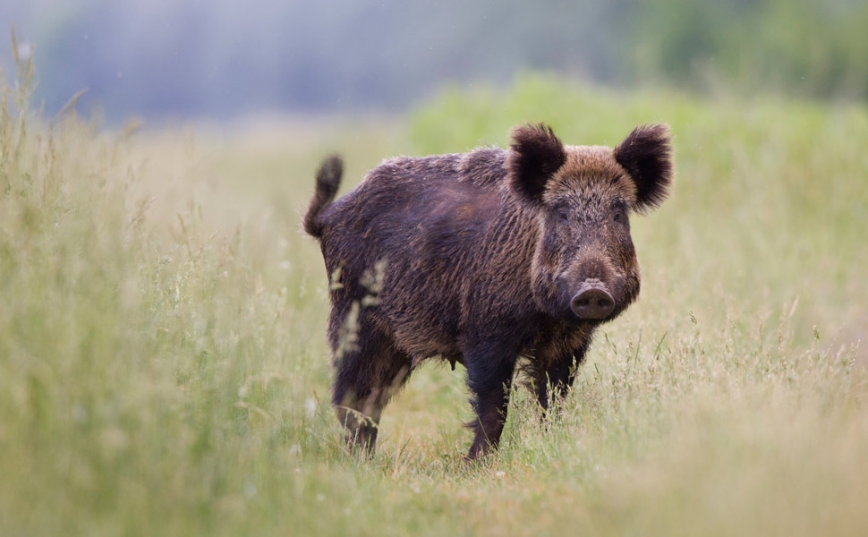 Lezioni integrative per l’abilitazione a “Cacciatore specializzato nel prelievo venatorio del cinghiale” – Corso on-line