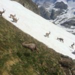 Stambecchi sulla neve