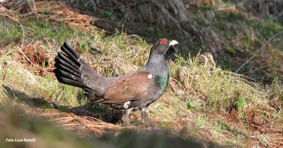Il Gallo Cedrone: specie a rischio, sempre più a rischio…