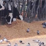 Nuovi Corsi per Conseguimento abilitazione alla figura di Operatore al Controllo delle specie di Fauna selvatica o inselvatichita – Decreto Reg. Lombardia 20210 del 19 dicembre 2024
